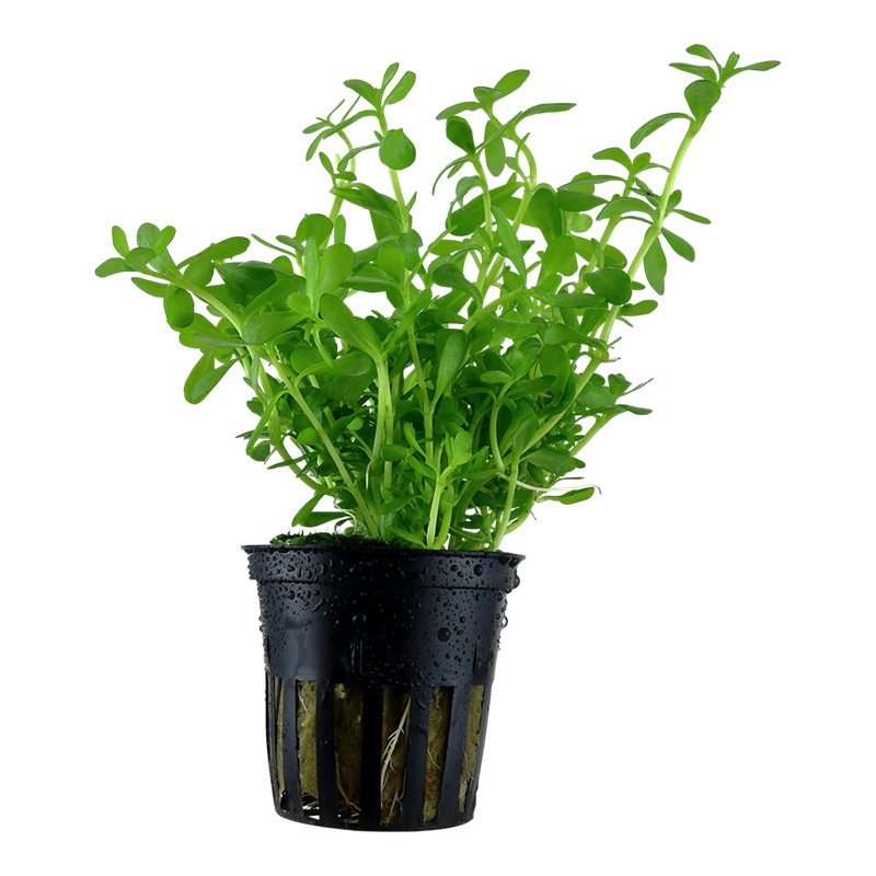 Tropica Bacopa monnieri 'Compact' Potted Aquarium Plant for planted aquarium