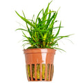 Tropica Eriocaulon sp. 'Vietnam' Potted Aquarium Plant for planted aquarium