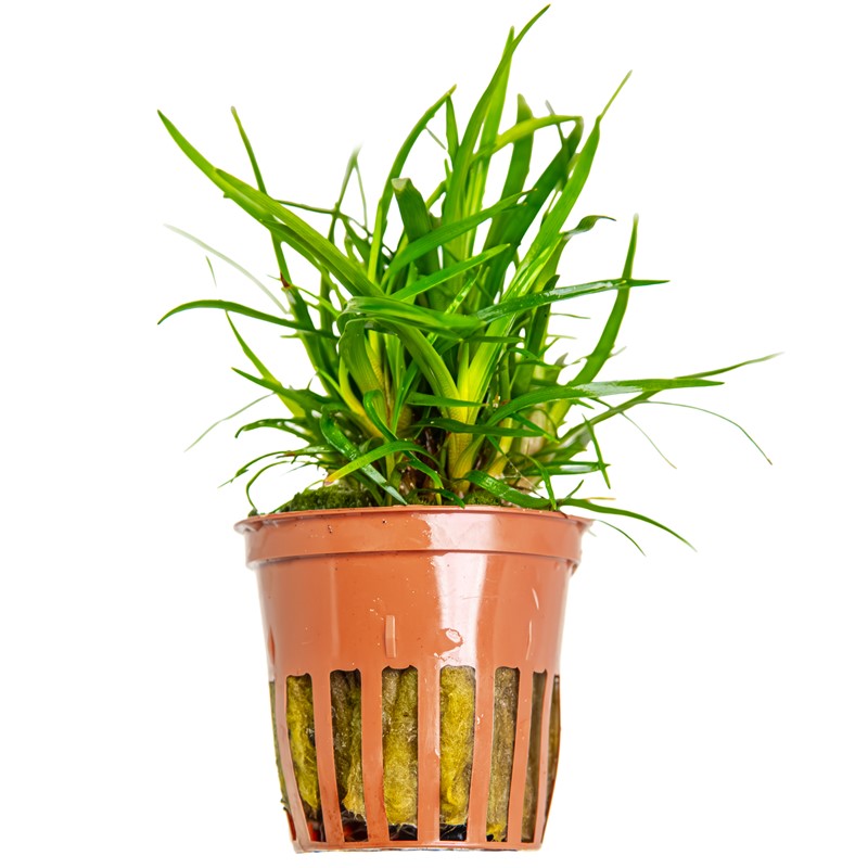 Tropica Eriocaulon sp. 'Vietnam' Potted Aquarium Plant for planted aquarium