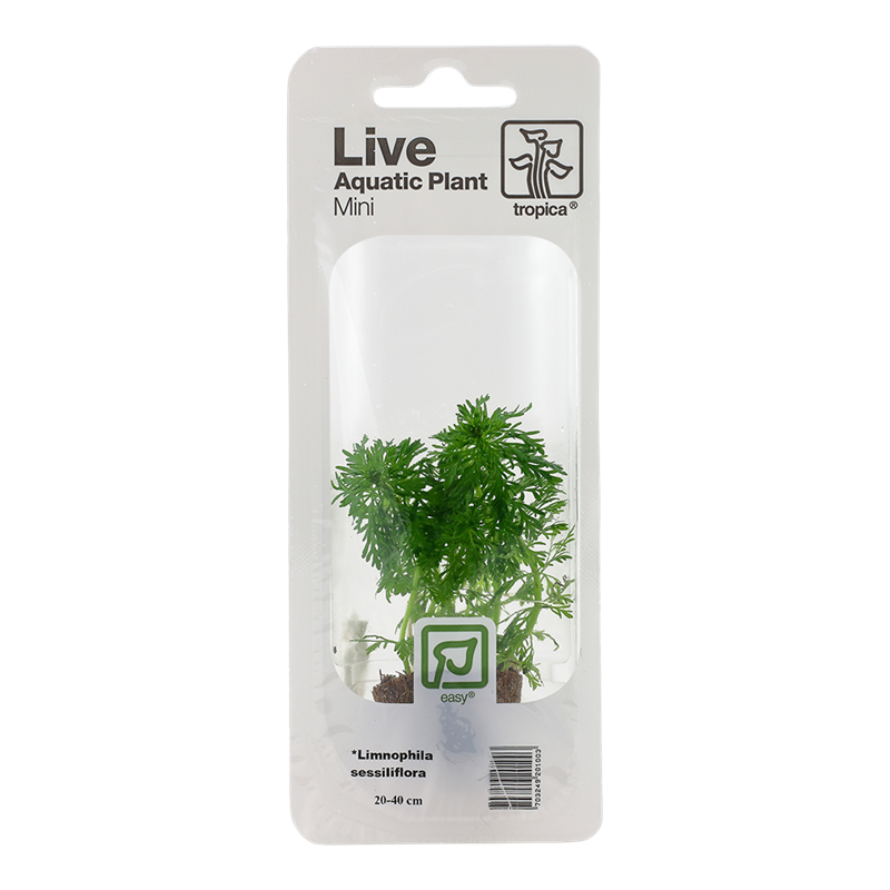 Tropica Limnophila sessiliflora Mini Potted Aquarium Plant for planted aquarium