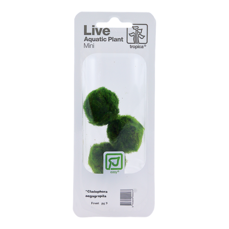 Tropica Aegagropila linnaei Mini Moss Ball Pack for planted aquarium