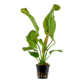 Tropica Echinodorus 'Ozelot Green' Potted Aquarium Plant for planted aquarium