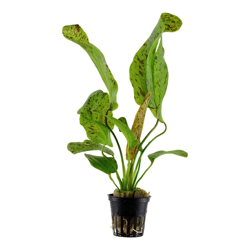 Tropica Echinodorus 'Ozelot Green' Potted Aquarium Plant for planted aquarium