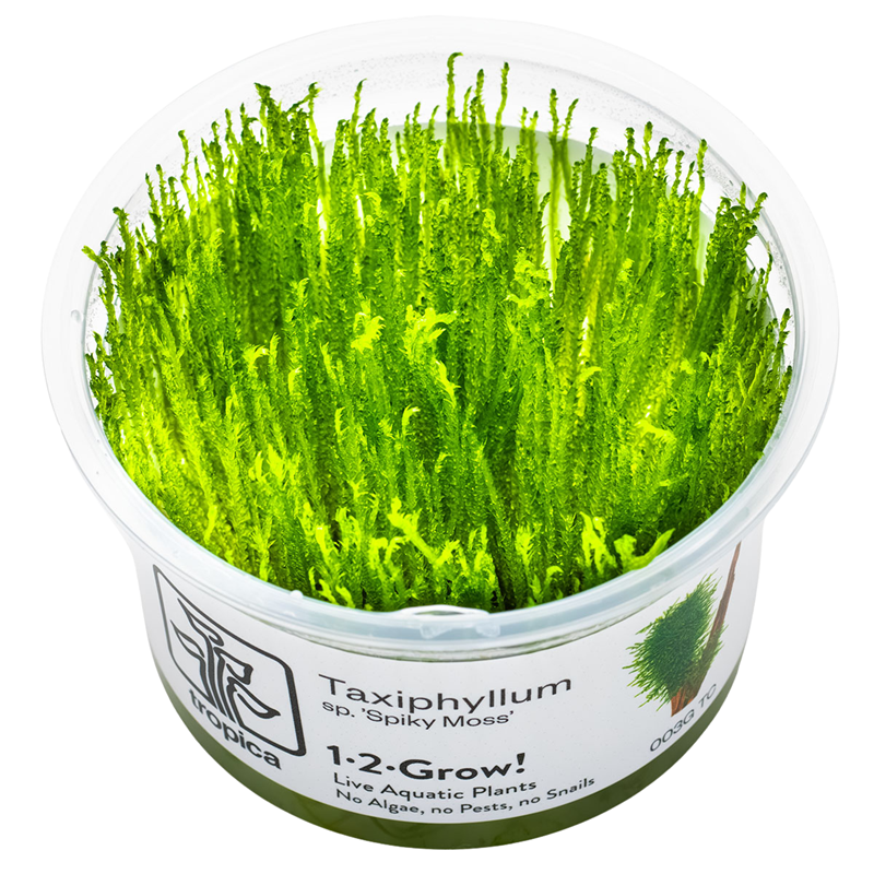 Tropica Taxiphyllum sp. 'Spiky Moss' 1-2-Grow Tissue Culture for planted aquarium