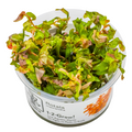 Tropica Rotala macrandra 1-2-Grow Tissue Culture for planted aquarium