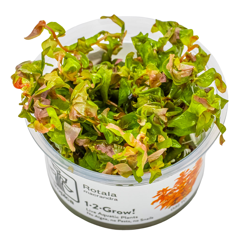Tropica Rotala macrandra 1-2-Grow Tissue Culture for planted aquarium