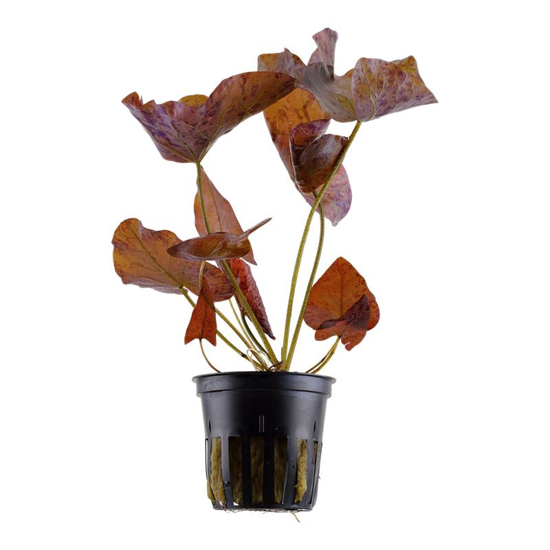 Tropica Nymphaea lotus Potted Aquarium Plant for planted aquarium