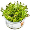 Tropica Rotala wallichii 1-2-Grow Tissue Culture for planted aquarium