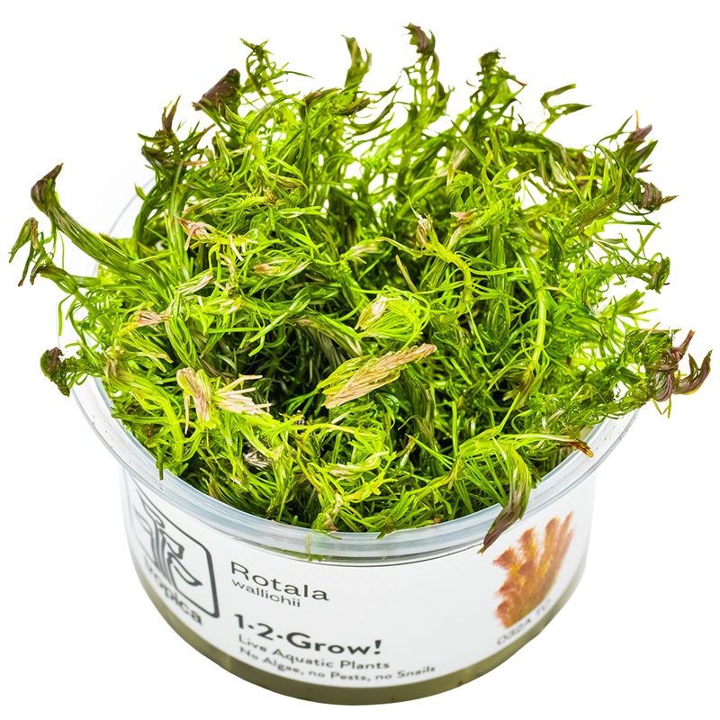 Tropica Rotala wallichii 1-2-Grow Tissue Culture for planted aquarium