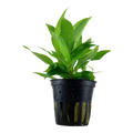 Tropica Hygrophila corymbosa 'Stricta' Potted Aquarium Plant for planted aquarium