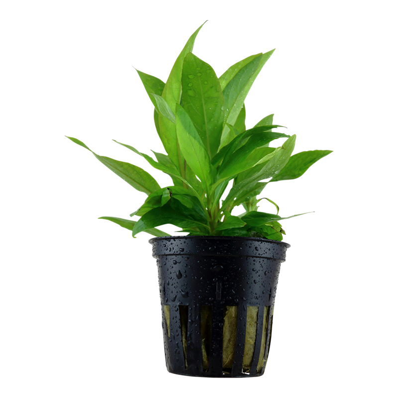 Tropica Hygrophila corymbosa 'Stricta' Potted Aquarium Plant for planted aquarium