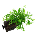 Tropica Microsorum pteropus 'Windeløv' Aquarium Plant on Wood for planted aquarium