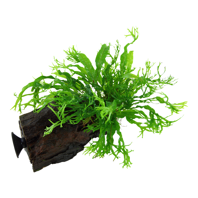Tropica Microsorum pteropus 'Windeløv' Aquarium Plant on Wood for planted aquarium