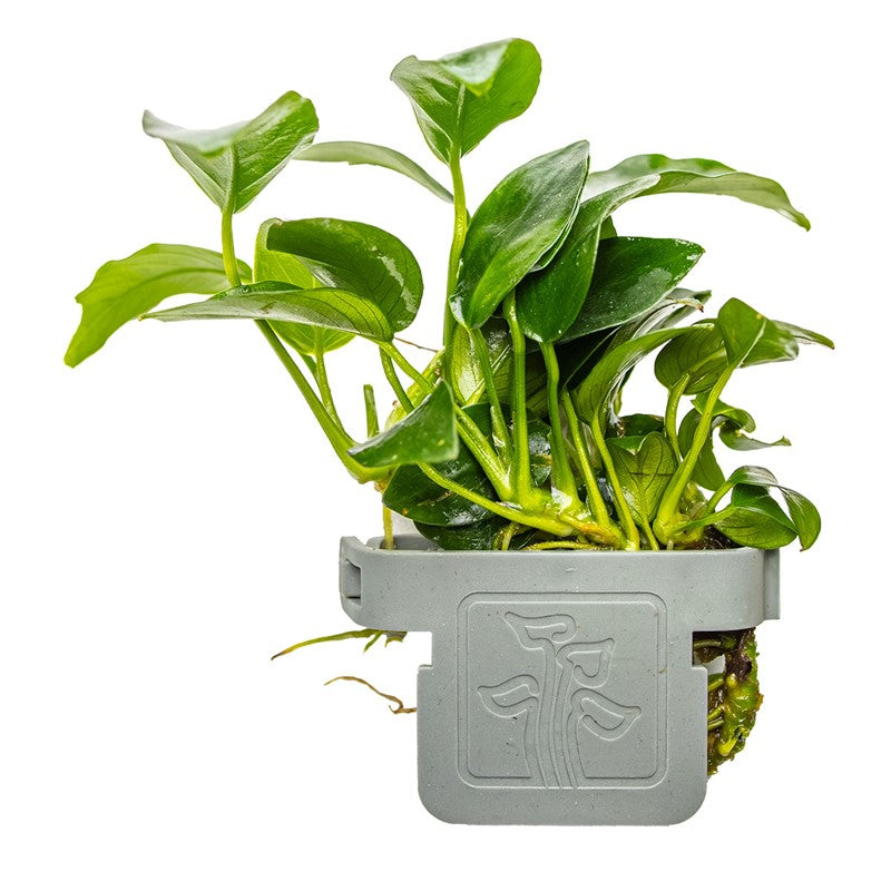 Tropica Anubias barteri 'Petite' Aquarium Plant Clip for planted aquarium