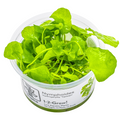 Tropica Nymphoides hydrophylla 'Taiwan' 1-2-Grow Tissue Culture for planted aquarium