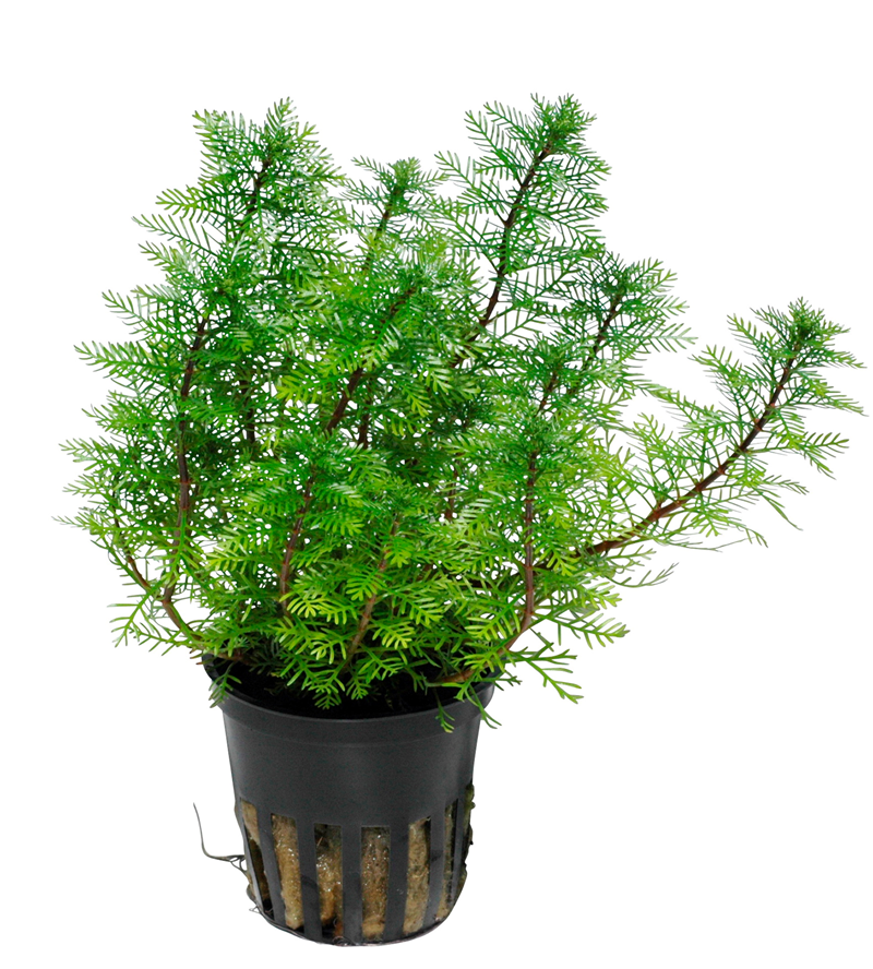 Tropica Myriophyllum mattogrossense Potted Aquarium Plant for planted aquarium
