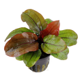 Tropica Echinodorus 'Reni' Potted Aquarium Plant for planted aquarium