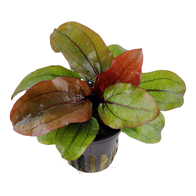 Tropica Echinodorus 'Reni' Potted Aquarium Plant for planted aquarium