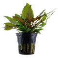 Tropica Cryptocoryne wendtii 'Tropica' Potted Aquarium Plant for planted aquarium