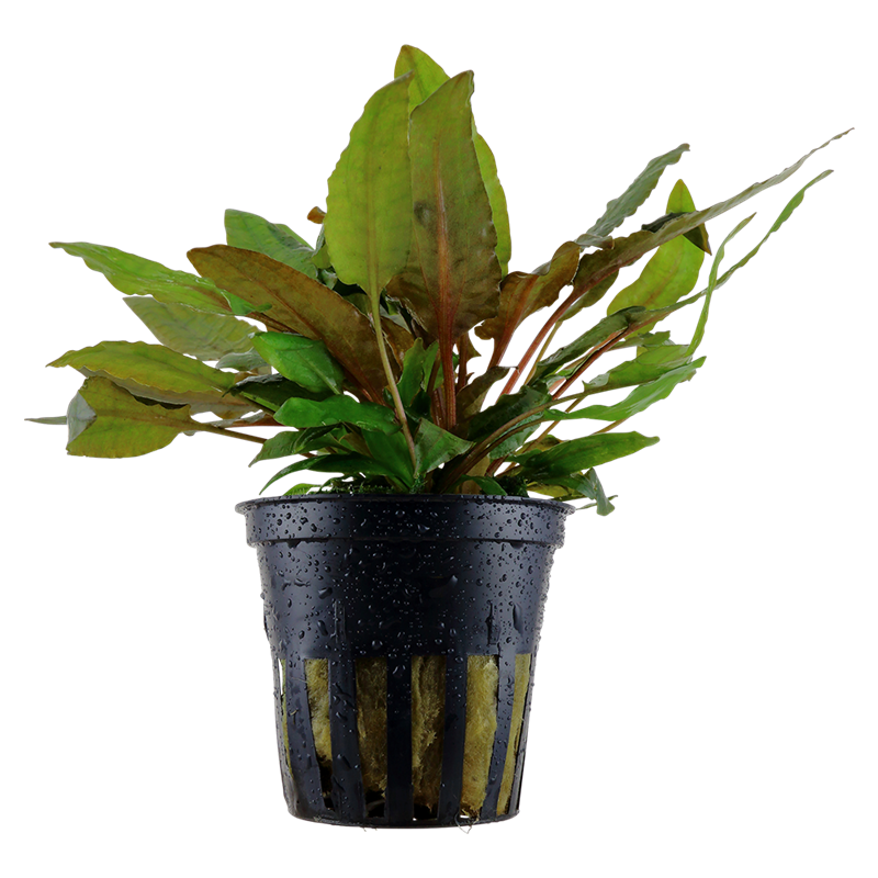 Tropica Cryptocoryne wendtii 'Tropica' Potted Aquarium Plant for planted aquarium