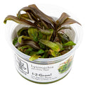 Tropica Lysimachia parvifolia ‘Red’ 1-2-Grow Tissue Culture for planted aquarium