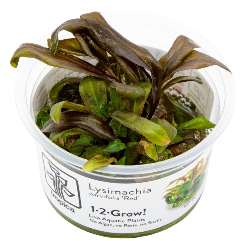 Tropica Lysimachia parvifolia ‘Red’ 1-2-Grow Tissue Culture for planted aquarium