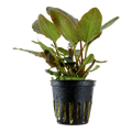 Tropica Lagenandra meeboldii 'Red' Potted Aquarium Plant for planted aquarium