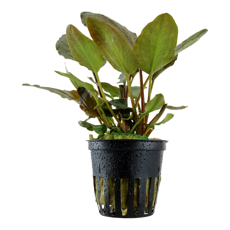Tropica Lagenandra meeboldii 'Red' Potted Aquarium Plant for planted aquarium