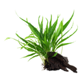 Tropica Microsorum pteropus Aquarium Plant on Wood for planted aquarium