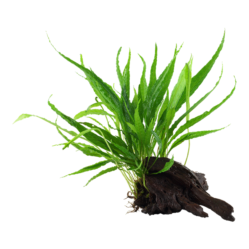 Tropica Microsorum pteropus Aquarium Plant on Wood for planted aquarium