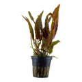 Tropica Cryptocoryne usteriana Potted Aquarium Plant for planted aquarium