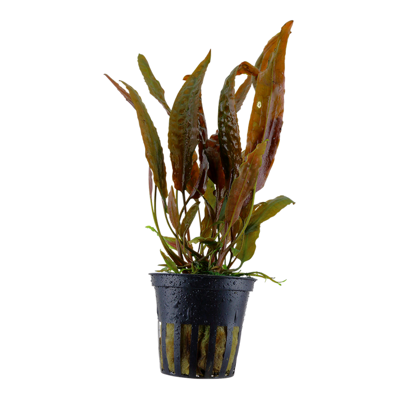 Tropica Cryptocoryne usteriana Potted Aquarium Plant for planted aquarium