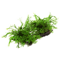 Tropica Microsorum pteropus 'Windeløv' XL Aquarium Plant on Wood for planted aquarium