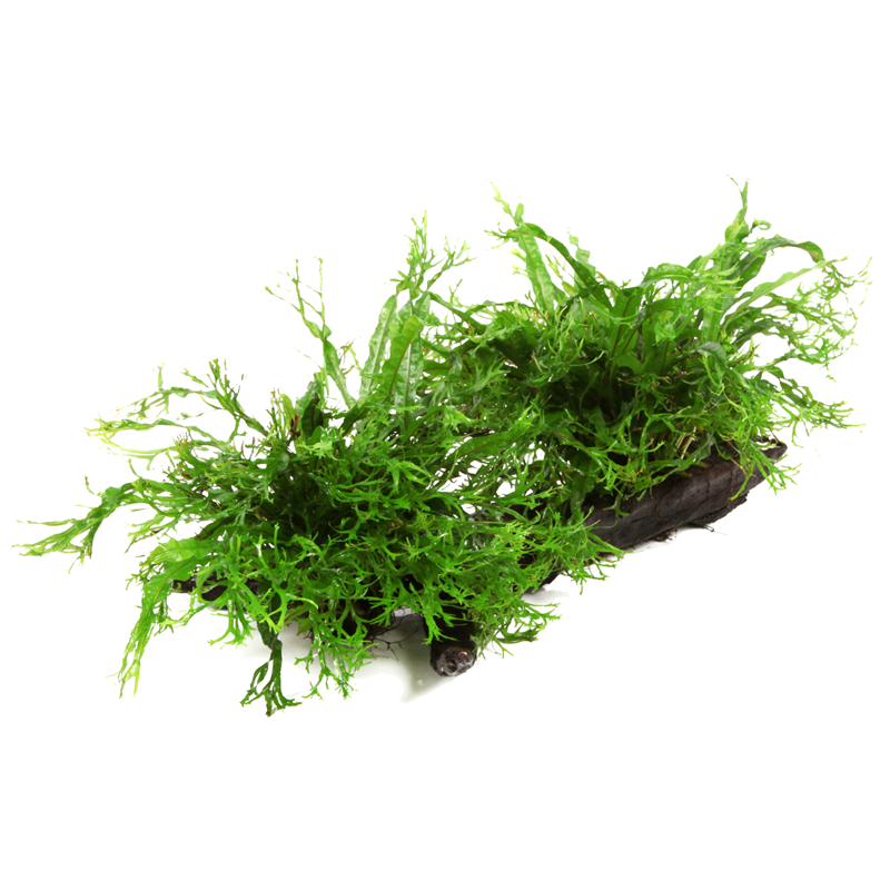 Tropica Microsorum pteropus 'Windeløv' XL Aquarium Plant on Wood for planted aquarium