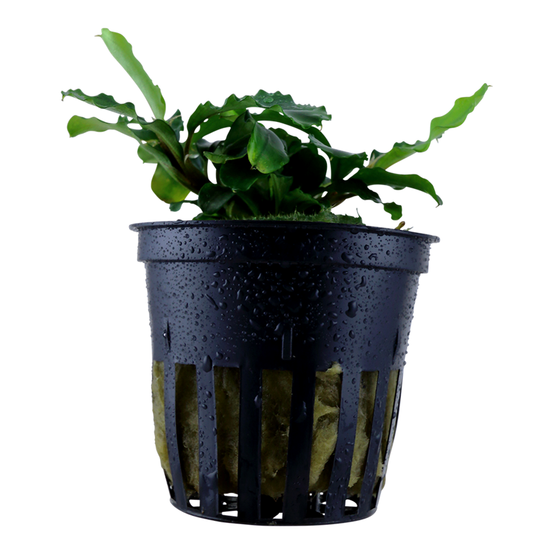 Tropica Bucephalandra pygmaea 'Bukit Kelam' Potted Aquarium Plant for planted aquarium