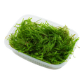 Tropica Vesicularia ferriei 'Weeping Moss' Aquarium Moss Portion for planted aquarium