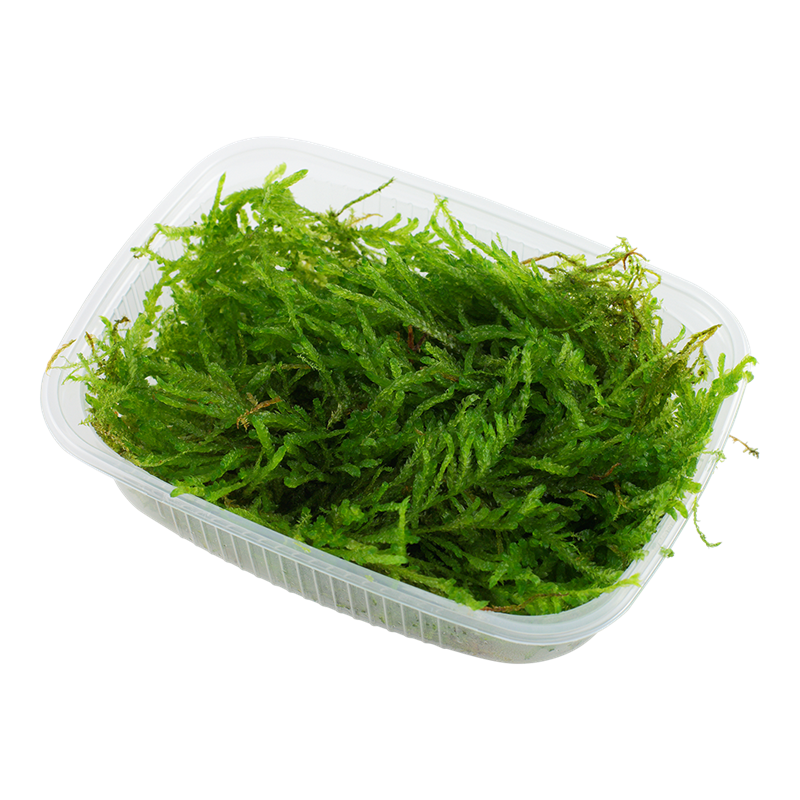 Tropica Vesicularia ferriei 'Weeping Moss' Aquarium Moss Portion for planted aquarium