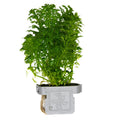Tropica Limnophila sessiliflora Aquarium Plant Clip for planted aquarium