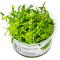 Tropica Ranunculus inundatus 1-2-Grow Tissue Culture for planted aquarium