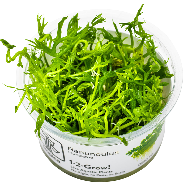 Tropica Ranunculus inundatus 1-2-Grow Tissue Culture for planted aquarium