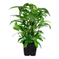 Tropica Hygrophila corymbosa 'Stricta' XL Aquarium Plant for planted aquarium