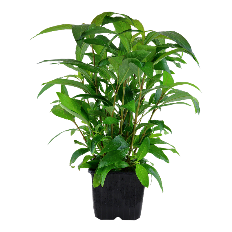 Tropica Hygrophila corymbosa 'Stricta' XL Aquarium Plant for planted aquarium