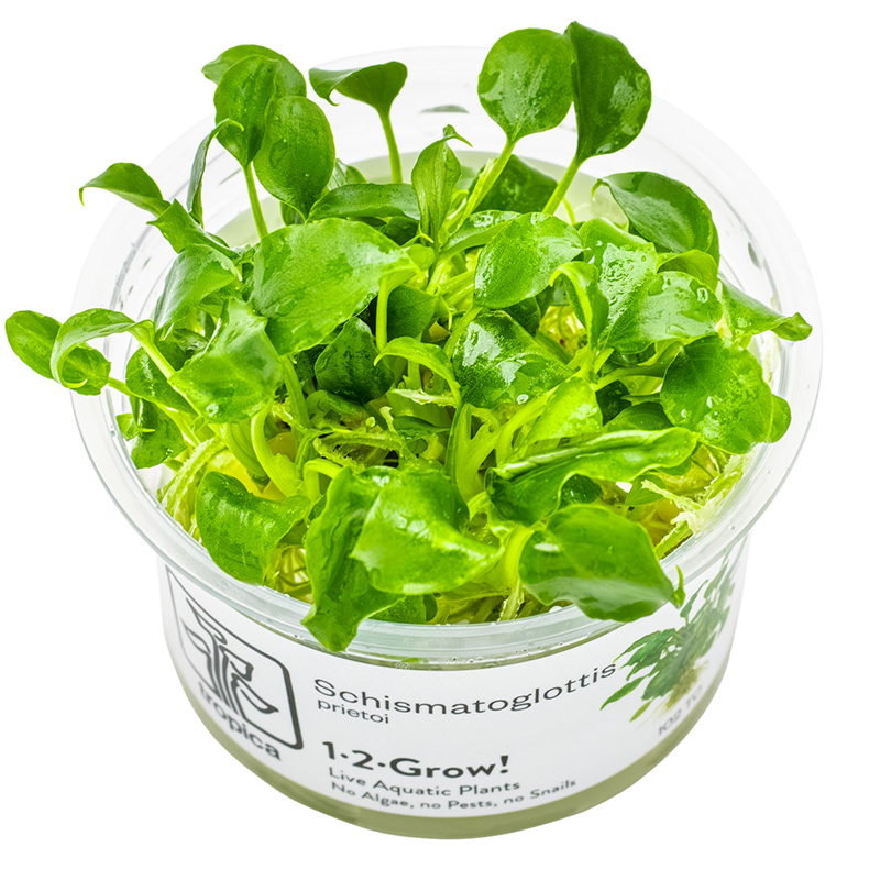 Tropica Schismatoglottis prietoi 1-2-Grow Tissue Culture for planted aquarium