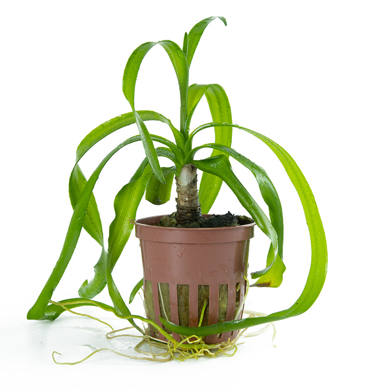 Tropica Crinum thaianum Potted Aquarium Plant for planted aquarium