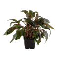Tropica Cryptocoryne wendtii 'Tropica' XL Aquarium Plant for planted aquarium