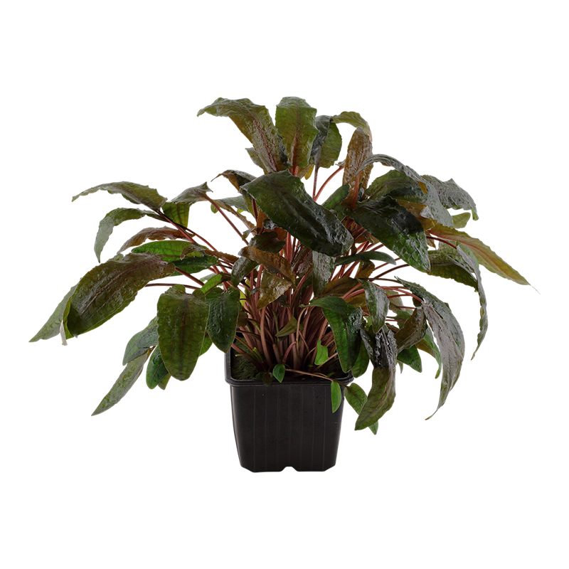 Tropica Cryptocoryne wendtii 'Tropica' XL Aquarium Plant for planted aquarium