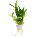 Tropica Hygrophila corymbosa 'Siamensis 53B' Aquarium Plant Clip for planted aquarium