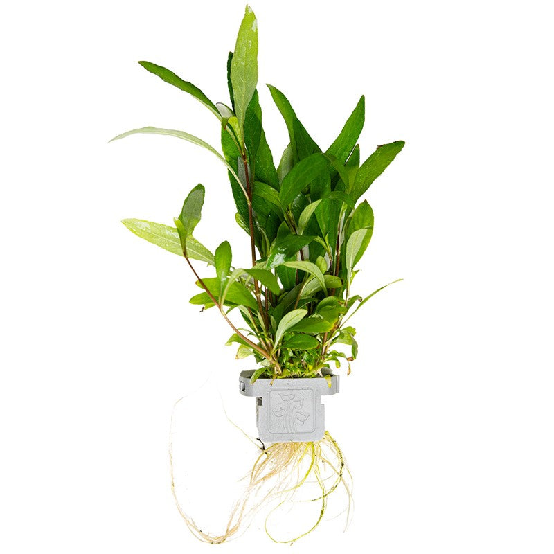Tropica Hygrophila corymbosa 'Siamensis 53B' Aquarium Plant Clip for planted aquarium