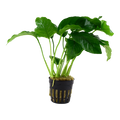 Tropica Anubias barteri var. barteri Potted Aquarium Plant for planted aquarium
