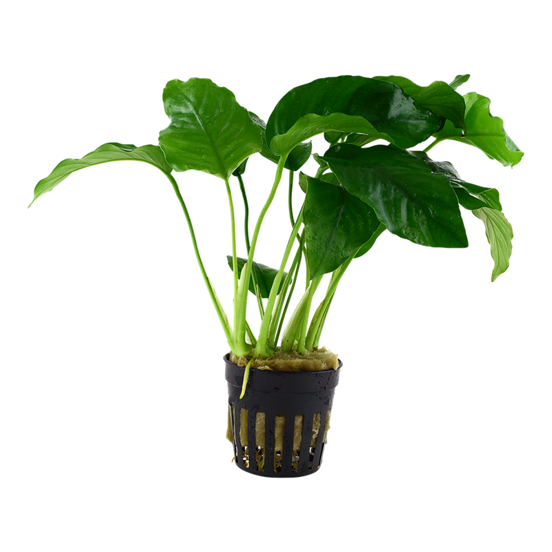 Tropica Anubias barteri var. barteri Potted Aquarium Plant for planted aquarium